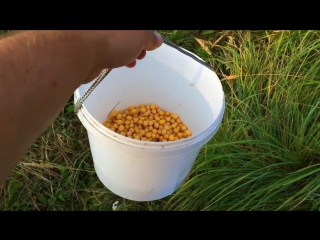 how to cook peas for fishing...