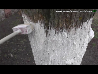 whitewashing trees with water-based paint...