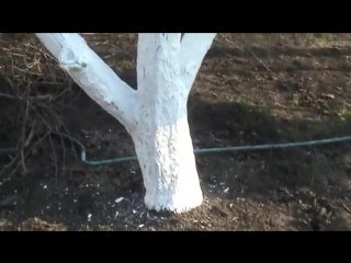 whitewashing trees with alkyd paint...
