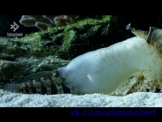 /abandobed | the snail killed the fish geographus cone shell net feeding on sleeping fish