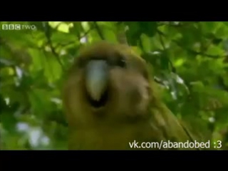 /abandobed | owl parrot kakapo. first time parrot sex with human